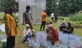 Lahan Sempit Bukan Lagi Hambatan, Hidroponik Sistem Sumbu Dorong Warga Kota Panen Sayur dari Pekarangan Rumah