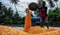 Impor Jagung Disetop, Ini 3 Alasan Utamanya