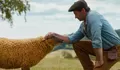 Hugh Jackman Comeback Lewat Film Komedi Misteri The Sheep Detectives 