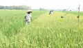 Air Mengalir, Biaya Menyusut: Kisah Petani Pekalongan Manfaatkan Energi Surya