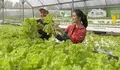 Wow Liburan di Royal Safari Garden bisa Memetik Sayuran Hydroponic di Puncak Bogor, Ternyata Begini Kelebihannya