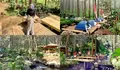 Hanya Bayar Rp 5 Ribu, Kita Bisa Camping Ceria di Hutan Pinus yang ada di Garut ini, Udaranya Sejuk dan Segar, Bikin Betah Camping Disini