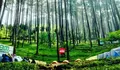 Pasti Bakalan Betah Deh Kalau Liburan Sambil Dikelilingi Pepohonan Pinus yang Sejuk di Tempat Camping yang Satu Ini, Bisa Sekalian Hiking Juga loh!