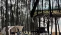 Nikmati Liburan Akhir Tahun Tanpa Ribet di Tempat Camping Syahdu di Tengah Hutan Pinus!