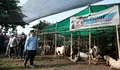 Walikota Depok Supian Suri Pantau Hewan Kurban Langsung ke Lapak, Begini Kondisinya