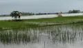 Karawang Dikepung Banjir, Puluhan Hektare Sawah di 3 Kecamatan Terendam
