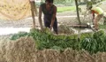 Bertani Masih Menjanjikan! Petani Kangkung di Purwakarta Bisa Raup Omzet Rp10 Juta per Bulan, Lho..