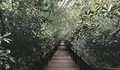 4 Hutan Mangrove di Jawa Timur dengan Pemandangan Alam Terbaik untuk Destinasi Wisata saat Liburan