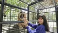 Nikmati Serunya Feeding Lion di Taman Safari Bogor, Interaksi Bareng Singa Bikin Pacu Adrenalin!