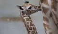 Jerapah Lahir di Taman Safari Bogor, Mari Sambut si Leher Panjang nan Menggemaskan!