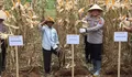 Panen raya jagung Polres Subang jadi bukti peran aktif Polri dorong swasembada pangan nasional