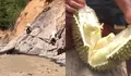 Akses darat masih putus, warga desa terisolir di Aceh Tengah jalan kaki 2 km lewati sungai demi jual durian