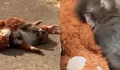 Peluk boneka orang utan pengganti induknya, kisah bayi monyet punch di Jepang bikin haru