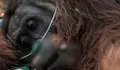 Pelarian sunyi orang utan ‘sempurna’ dari amukan karhutla di Kalbar: Terbaring dalam parit, berakhir duka