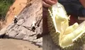 Demi Jual Durian ke Takengon Aceh Tengah, Warga Kecamatan Linge Rela Jalan Kaki Lewati Sungai dan Tebing Sejauh 2 Km 