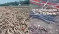 Imbas Banjir Bandang Guci: Pantai Larangan Tegal Kini Penuh Sampah Kayu dan Pipa Air