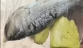 Permintaan Maaf SPPG Argosari Sedayu Soal Menu MBG Ikan Bandeng dan Tahu yang Sempat Dikeluhkan