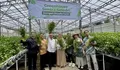 Panen Seledri Perdana, Greenhouse Dompet Dhuafa Farm Terbesar di Banten Harapkan Bisa Penuhi Kebutuhan Seledri di Banten