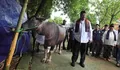 Wagub Rano Hadiri Tradisi Andilan Potong Kebo di Ragunan