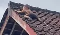 Bocah 2 Tahun Bikin Panik Warga Lombok usai Ditemukan Tengkurap di Atap Rumah, sang Ibu: Dia Naik Lewat Kandang Ayam