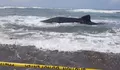 Hiu Paus Terdampar di Pantai Parangkusumo Bantul, Upaya Kembali ke Laut Gagal