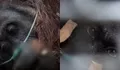 Viral! Sampurna Si Orang Utan Ketapang Teteskan Air Mata, Lemas Tercekik Asap Karhutla