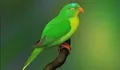 Mengenal Perkici Buru,Burung Paruh Bengkok Mini yang Terancam Punah