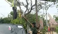 Antisipasi Pohon Tumbang, DLH Kota Yogyakarta Setiap Hari Lakukan Pengecekan. Ini Sebabnya !