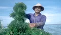 BRI Perkuat Ekosistem Klaster Usaha Rumput Laut di Dusun Semaya, Nusa Penida