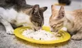 Gak Hanya Whiskas! Ini 6 Alternatif Menu Makan Sehat untuk Kucing Kesayangan