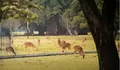 Taman Rusa Kertamanah: Pengalaman Interaktif dengan Rusa Jinak di Pelosok Bandung