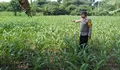 Polsek Lumajang Kota Tinjau Lahan Jagung Warga Dukung Program Ketahanan Pangan di Jatim