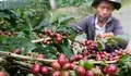 Prospek Pasar Menjanjikan, Kopi Arabika Temanggung Siap Jadi Sumber Pendapatan Baru Petani