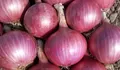 Jangan Kaget! Harga Bawang Merah Blitar Hari Ini Ternyata di Bawah Rata-rata Jatim