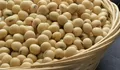 Cek Harga Kedelai Lokal! Blitar dan Kediri Ternyata Beda Rp1.000