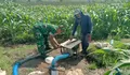 Dukung Hanpangan Lokal, Babinsa Koramil 0808/02 Garum Pendampingan Pengairan Tanaman Jagung di Kelurahan Bence