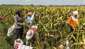 Ketahanan Pangan Jadi Perhatian, Bhabinkamtibmas Lodoyo Timur Beri Semangat Petani Jagung