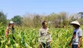 Dukung Ketahanan Pangan Nasional, Bhabinkamtibmas Lorejo Sambangi Petani Jagung   