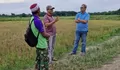 Anggota DPRD Provinsi Jambi Muhammad Nasir Tinjau Persawahan Padi di Olak Kemang