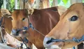 Jelang Idul Adha 2026, Pemerintah Pastikan Stok Daging Sapi Aman dan Harga Terkendali
