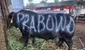 APBN untuk Kurban Prabowo Diperdebatkan, DPR: Ini Tradisi Kenegaraan yang Sudah Lama