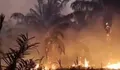 Ribuan Titik Api Kepung Papua Tengah, Karhutla di Nabire Paling Parah dan Sulit Dijangkau
