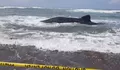 Terjebak Sejak Subuh di Parangkusumo, Upaya Warga Dorong Hiu Paus Raksasa ke Laut Berakhir Buntu
