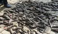 Menguasai Sungai di Jakarta, Berikut 5 Fakta Ikan Sapu-sapu, Berasal dari Amerika Selatan hingga Dianggap Merusak Ekosistem