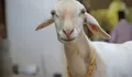 10 Pantun Selamat Hari Raya Idul Adha 2026,  Kalimat Penuh Makna untuk Pesan Hari Raya Kurban Umat Islam