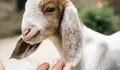 10 Link Gambar Bergerak Hari Raya Idul Adha 2026, Lucu - lucu Tema Kambing untuk Peringatan Kurban 1447 Hijriah