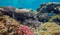 Poster Perayaan World Ocean Day 2026, Desain Baru dan HD untuk Acara dan Unggahan Media Sosial