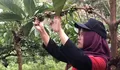 PDP Kahyangan Jember Perkuat Bisnis Kopi Robusta, Fokus Tingkatkan Produktivitas dan Produk Olahan Bernilai Tinggi