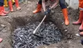 Respons MUI Soal Pemusnahan Ikan Sapu-Sapu dengan Cara Dikubur Hidup-Hidup