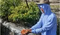 Lahan Terbengkalai Ditanam Cabai Rawit, BUMDes Bangkit Mandiri Tlogorandu Juwiring Klaten Panen Cuan Jutaan